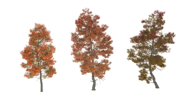 A group of trees with different colors of autumn