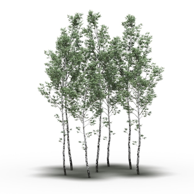 group of trees with a shadow under it, isolated on white background, 3D illustration, cg render