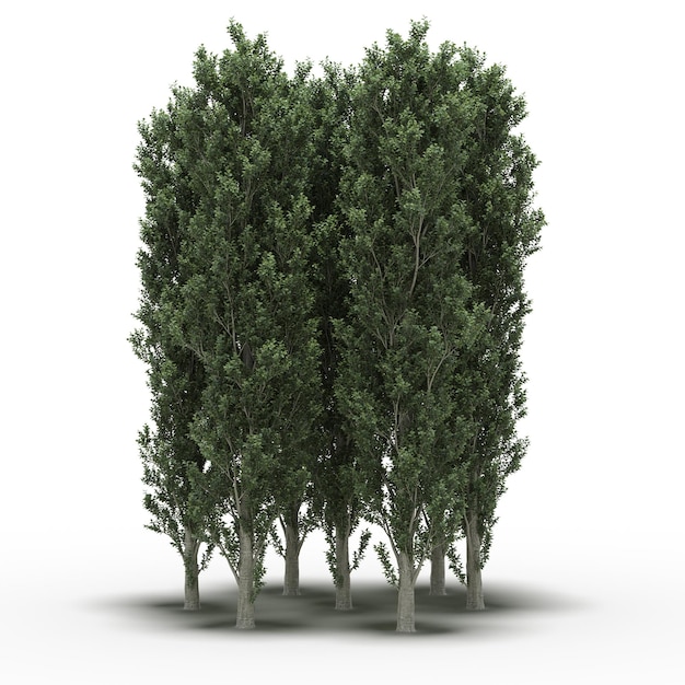 group of trees with a shadow under it, isolated on white background, 3D illustration, cg render