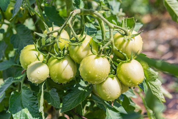 A group of unripe green tomatoes growing in summer. Vegetables in an organic vegetable garden