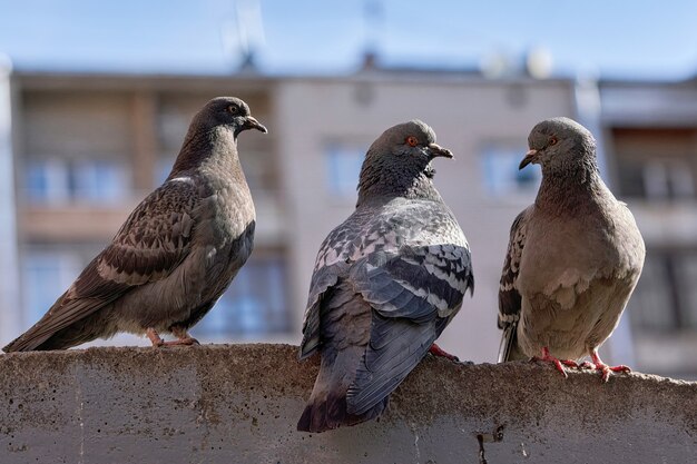 A group of urban birds of gray pigeons are sitting on the fence