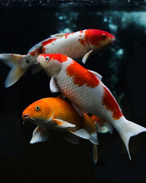 Group of various koi fish isolated on black background