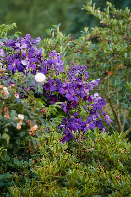 Group of vibrant purple clematis vine flowers blossoming on a lush green bush View of delicate fresh plants growing blooming and flowering in a remote field and forest or home garden and backyard