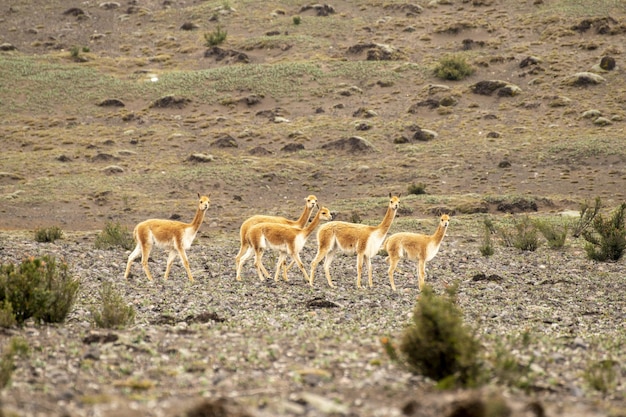 group of vicuas walking in the paramo of the chimborazo volcano