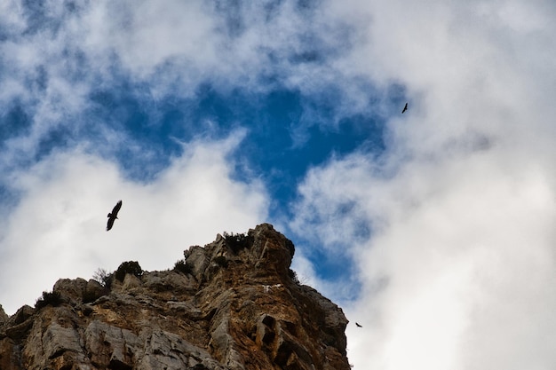 Group of vultures flying over a mountain