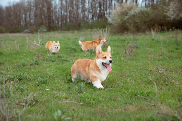 A group of Welsh corgi dogs on a spring walk in the grass running