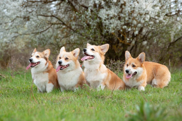 A group of Welsh corgi dogs on a spring walk in the grass watching