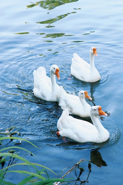 A group of white ducks swim in a pond.