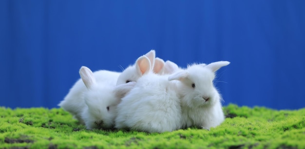 group of white rabbit on the grass