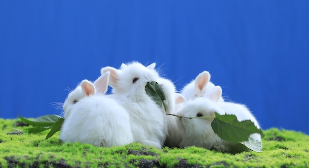 group of white rabbit on the grass