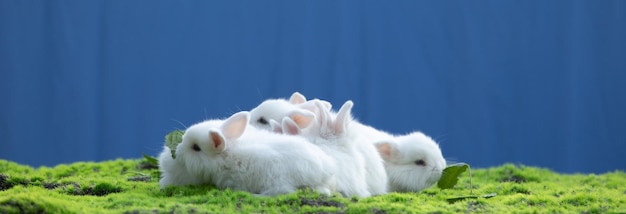 group of white rabbit on the grass