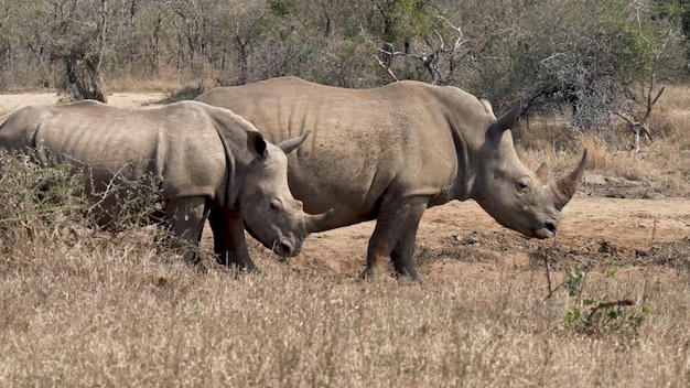 A group of white rhinos are standing in a field.