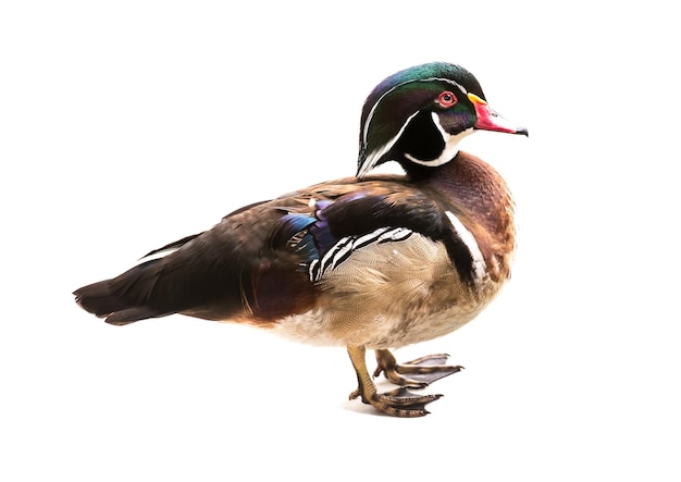 Group of wood duck isolated on white background