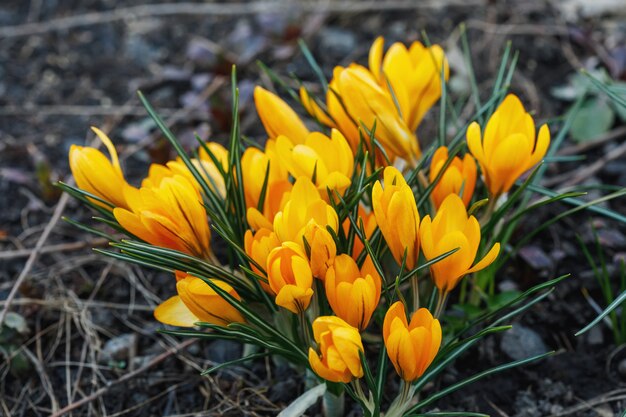 Group of yellow crocus longiflorus flowers in spring garden