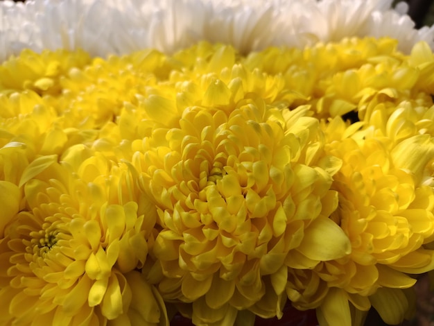 A Group Of Yellow Flowers