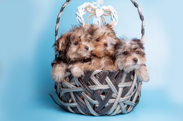 A group of Yorkshire terrier dogs sitting in a basket on a blue background