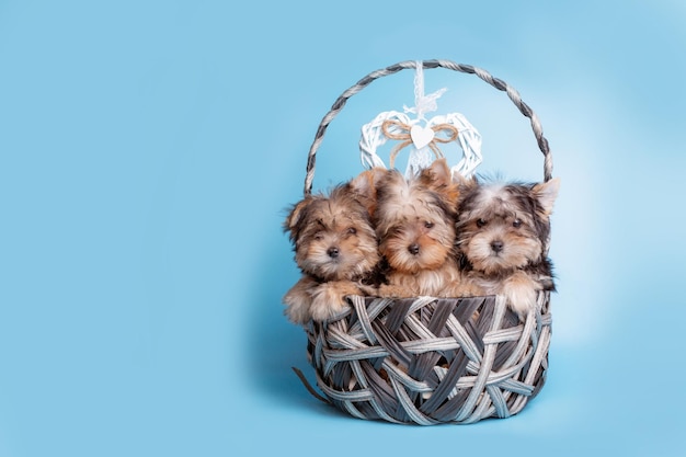 A group of Yorkshire terrier dogs sitting in a basket on a blue background