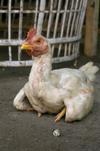 a group of young chickens eating while watching the surroundings