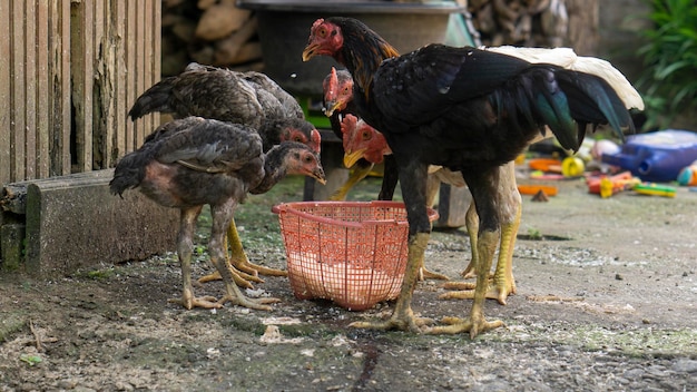 a group of young chickens eating while watching the surroundings