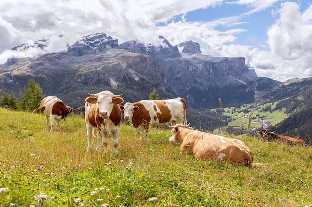 Group of young curious cows in the Italian Dolomites. Trentino Alto Adige, Italy