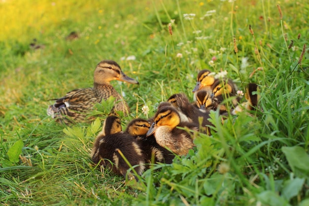 Group of young mallard (wild duckling) laying on the grass, getting ready to sleep, mother duck in background.