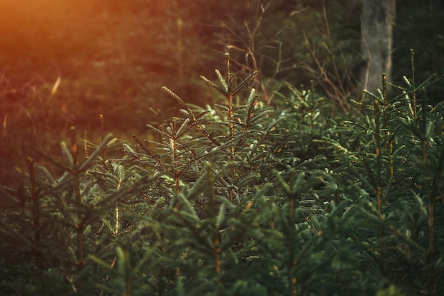 Group of young spruce saplings in nature Ecological tree nursery in the wild forest