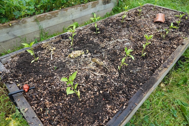 Grow peppers on raised beds Plant peppers in the backyard pepper plant in vegetable garden