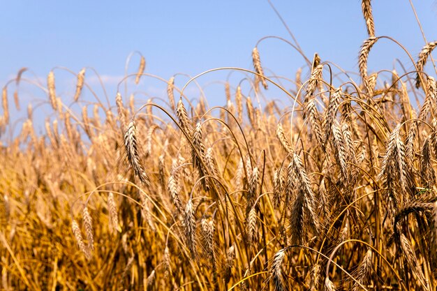 grow up ready to harvest ripe yellow cereals