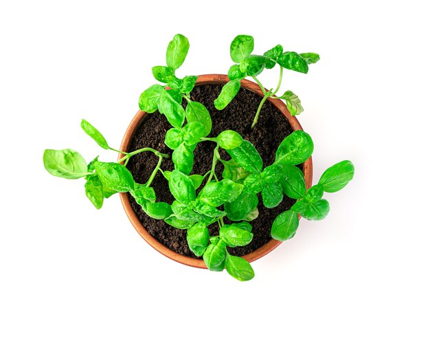 A growing basil in a pot is isolated on a white background. Top view.