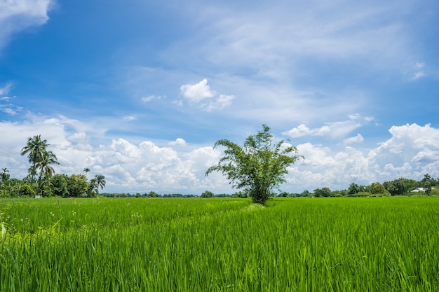 Growing  beautiful young rice paddy field against cloudy sky