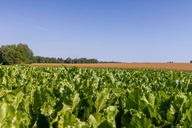 Growing beets in an agricultural field beets in a field that is used for cooking and in industry