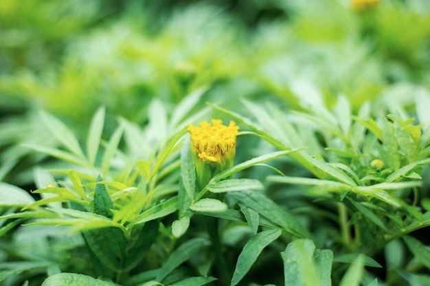 Growing buds of marigold in garden.