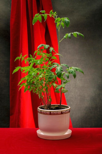 A growing bush of tomato seedlings in a white pot