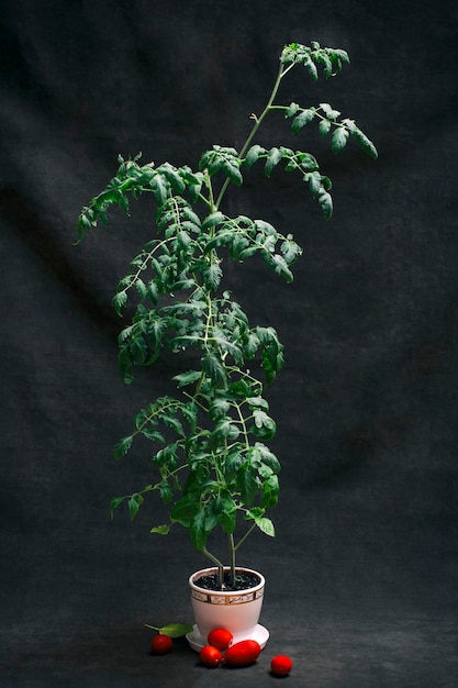 A growing bush of tomato seedlings in a white pot