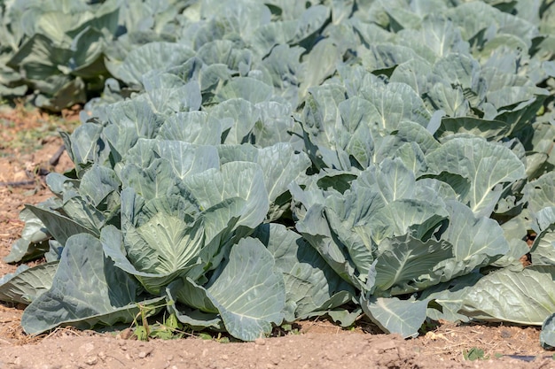 Growing cabbage in garden beds