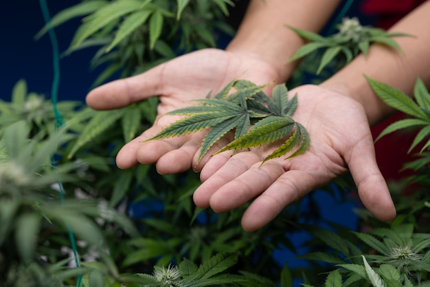 Growing cannabis banner background Close up Marijuana green leaves on scientist dortor hand indoor cultivation Indoor greenhouse