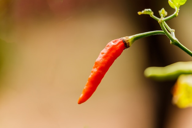 growing chili peppers. Close up (chili, plant, pepper) 