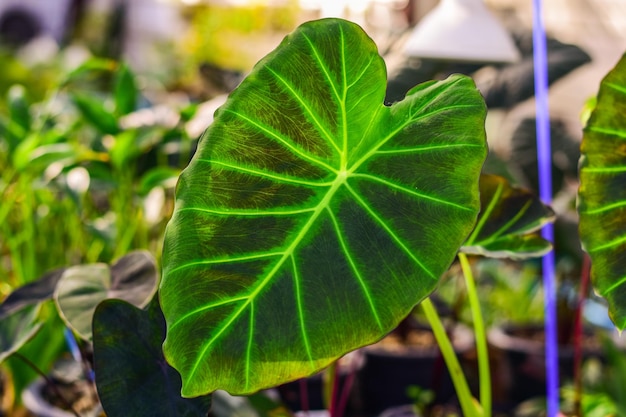 Growing Colocasia Imperial Gigante