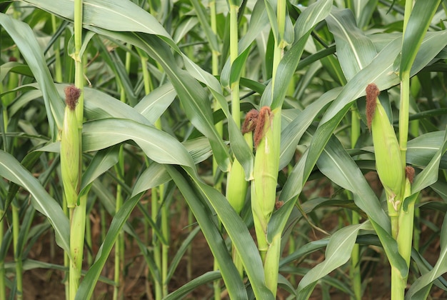 Growing corn in field of agriculture farm land 