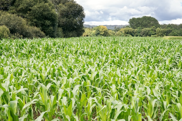 Photo growing corn field with trees at the back and cloudy sky. agriculture landscape