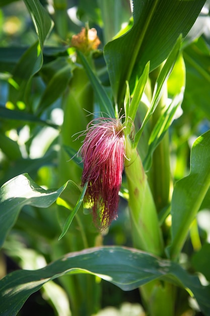 Growing corn growing cornstalk with pink hair Farming harvesting young corn Closeup