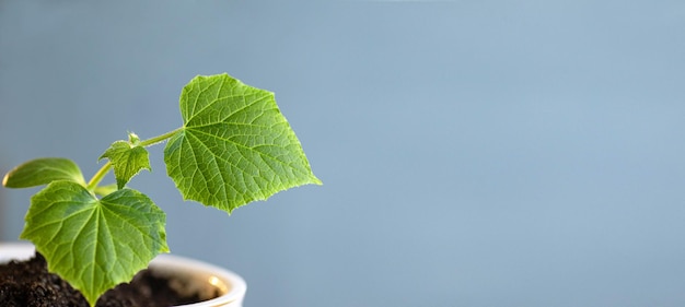 Growing cucumber seedlings on a blue background Garden vegetable garden spring plantingsbanner