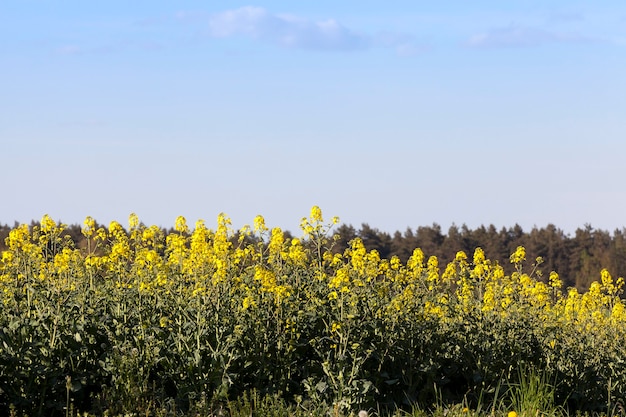 Growing on the edge of the field is the time of blooming with yellow flowers.