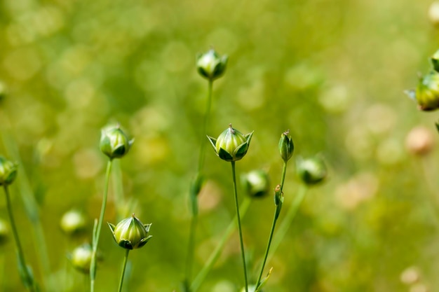 Growing a flax crop to harvest seeds and straw for fabric making an agricultural field with flax plants