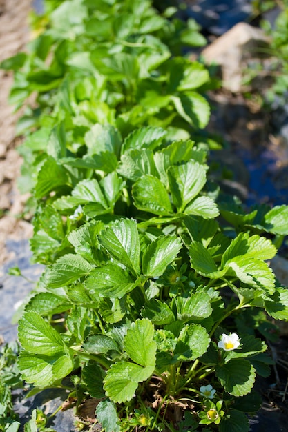 Growing frield of strawberries