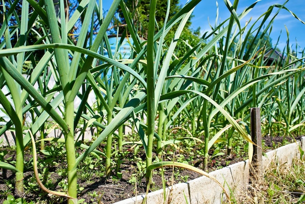 Growing garlic on bed in garden at summer day