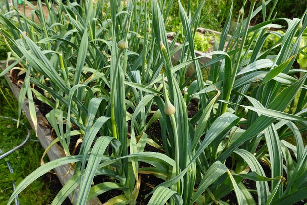 growing garlic in the garden harvesting garlic flower garlic growing in the backyard