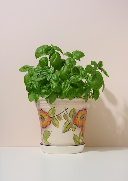 Growing green basil in a ceramic pot on a beige background