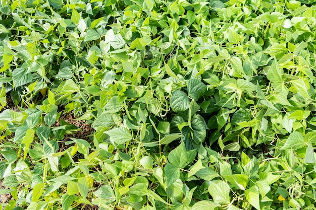 Growing green beans in a permaculture garden in summer