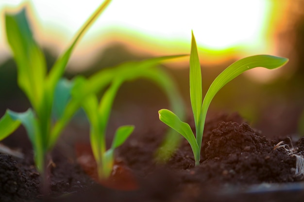 Growing Green Corn Seedling on black soil